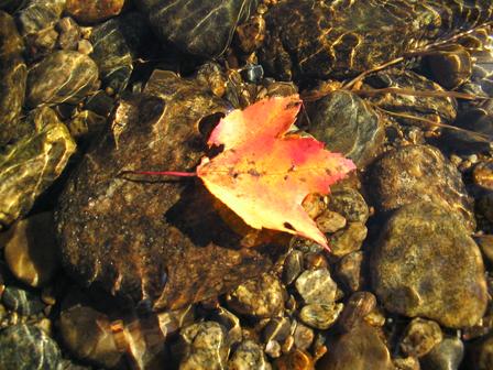 Autumn leaf on the river - Picture of an Autum leaf floating on the Cold River.  The Lakes Reigon, NH