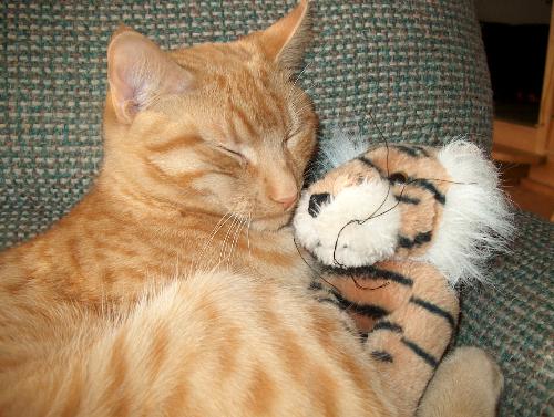 Cuddle Kitten - My kitty fuzzy, snuggling with my youngest son's tiger toy.  He's so cute :o)