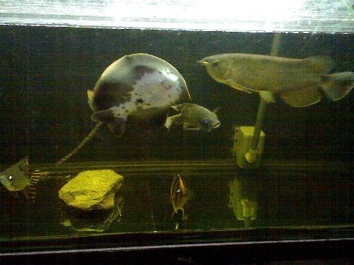 My community aquarium - The pictures show my banjar (arowana), a motoro stingray, an indo tiger and the flagtail. The ordinary fish is what we call a tilapia in the Philippines.  Hope you like it!!!