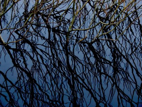 Branches in the water - Branches that cast a mesmerizing reflection in the still water. It creates an eerie effect. I,m quite pleased with the result.
