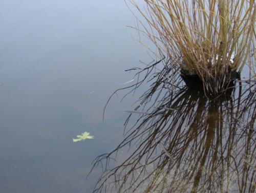bush in water - A solitary bush casting a wicked shade in the water. It creates a calming effect.