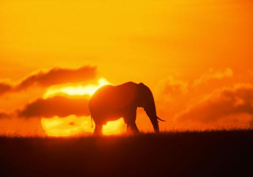 silhouette - elephant silhouette