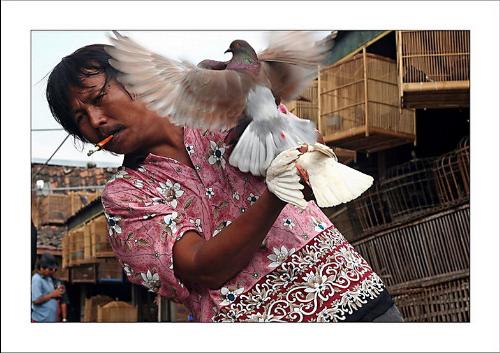 Not scared by chicken flu - Yogyakarta, Java, bird market. Keep away from bird markets, markets, villages, said the health french ministery to the travellers! Well, in Indonesia, it means stay in your room, in Jakarta hotel.... This man is training his pigeons for competition. First he drops two of them away, they fly a few minutes, you don't see them anymore. In this shot, the two pigeons are just 'landing', the man have to incline himself to receive them. After by moving two others, one in each hand, he attracks the first ones who come from nowhere with a great powerfull fly. This is becoming more and more a hobby in Java, like in some arabic countries. This man was cool, never stopping smoking...