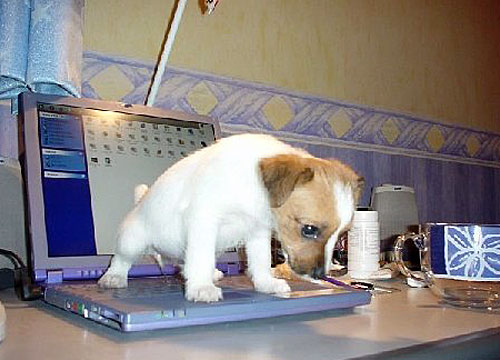 Puppy Relief - A small puppy peeing on a laptop