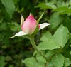a rose bud - it is actually a new life.beginning to spread its fragrance.