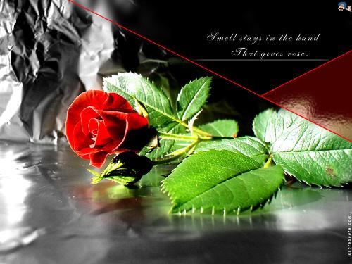 a red rose - a love symbol