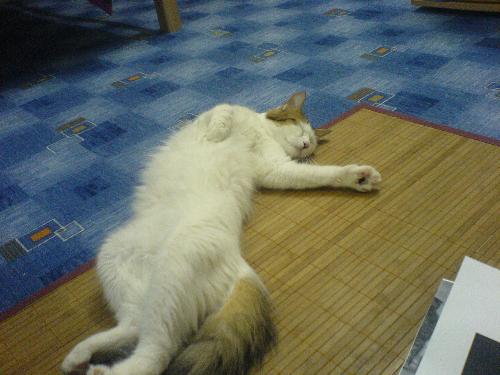 relaxed cat - turkish van