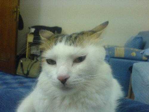 nice pose - turkish van