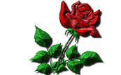 rose - I love roses