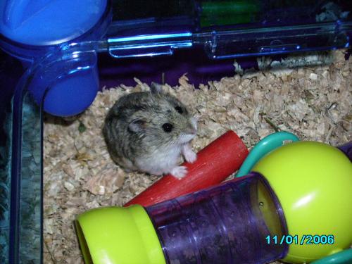 Hamster - Wiggles the hamster
