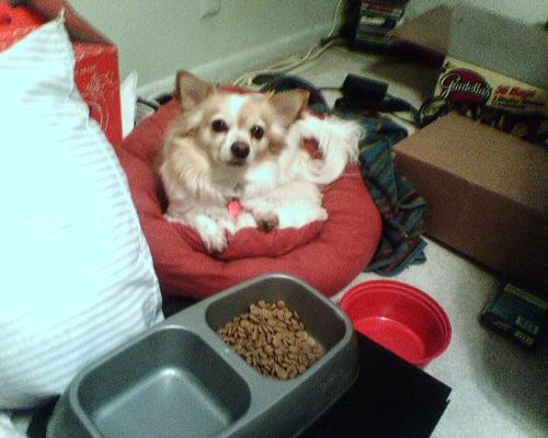 Chaos - My dogs Chaos! He's chihuahua/papillon...