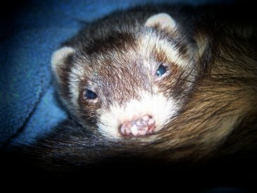 The newest man in my life - This is baby. He is so funny. He sleeps most of the time and when he is awake, he wants to play and ramble.