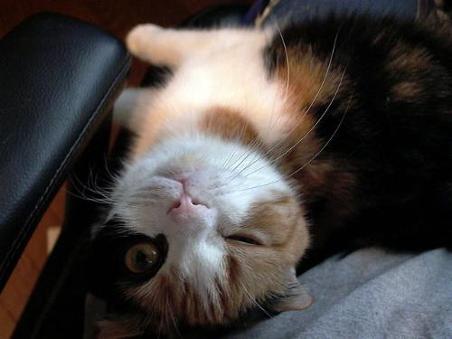 cat wink - love cats! cat wink - love cats!