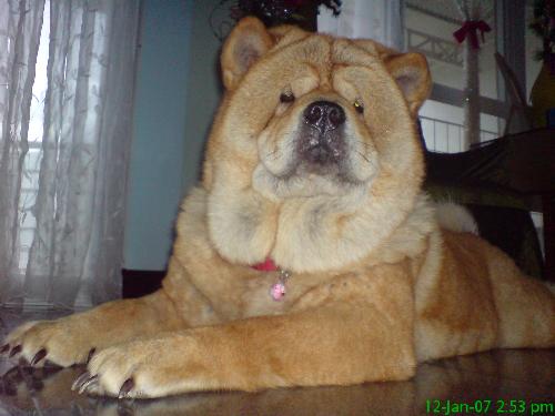My Chow Kimber - I love this Dog!!!!