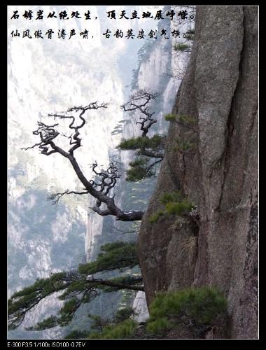pine - A famous pine in huangshan