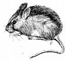 A mouse - Sketch drawing of a mouse