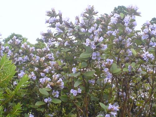 Munnar-Neelakkurinji - Neelakkurinji Close