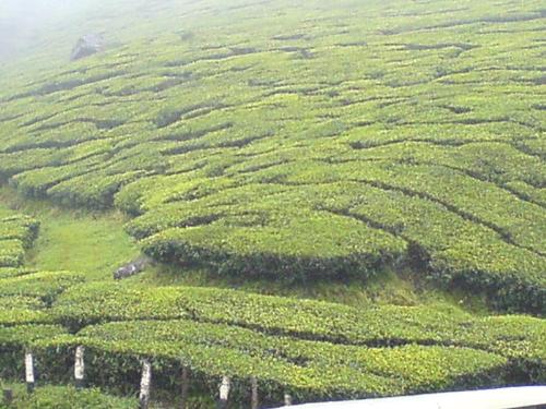 Tea - Tea Estate