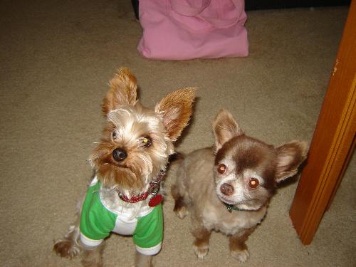 Pepito and Peanut - Pepito and Peanut live with me.  Snickers (not in picture) lives with my parents and my younger sister.  Pepito (pictured in the green/white sweatshirt) is the Yorkshire Terrier.  Peanut is a long haired Chihuahua. Peanut&#039;s hair is short in this pic.