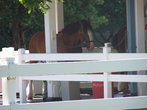 clydesdale - clydesdale