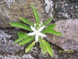 Tropical Flower in Dominica - taken in Grand Bay Dominica in July 06