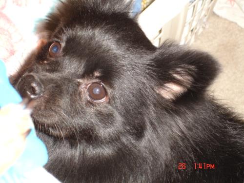 This is my pom pom  - This is emily rose my pomeranian..Isnt she just the cutest..