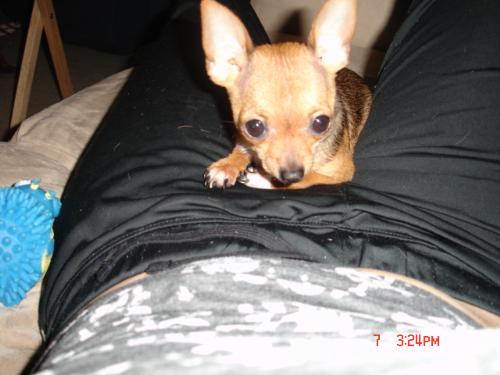 This is my tea cup chi  - this is tinka too my tea cup chihuahua..