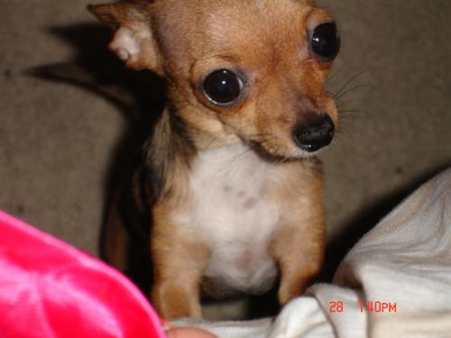 Agian this is tink  - My little fairy dog at work...