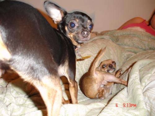 This is tink and precious - Preciuos belongs to friends of ours and she and tinka play well together and are normal kids as you can tell by the i didnt do it and the yes you did looks on their faces...