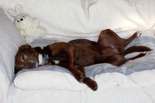 Sleeping - Goose (a dog) sleeping in his sofa, Aren't the dog looking cute? According to me it is! Check out the cutest picture I had ever posted here in myLot! And comment upon it! Whether you like it or not!