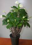 euphorbia milli - euphorbia milli white