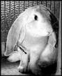 rabbit - rabbit image