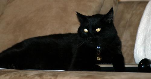 Black Cat  - Black is cute