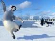 happy feet - Mumble is a tap-dancing penguin in the movie 'Happy Feet'