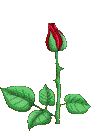 rose - rose.....