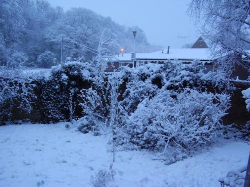 Snow in my garden - This morning at 7.30am