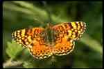 butterfly - a photo of butterfly on the plant.