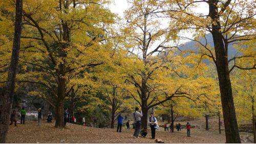 scenery - yellow leafege