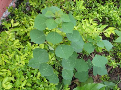 green leafage - my pic