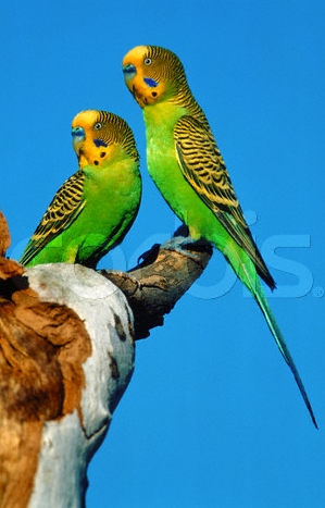 Budgie - 2 green budgies like the one I used to have