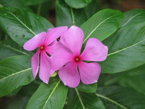 peek flower - my pic