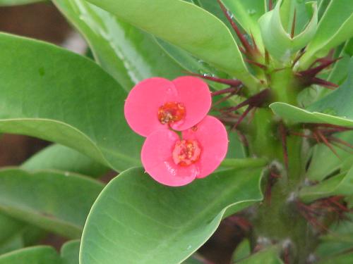 red flower - ha ha