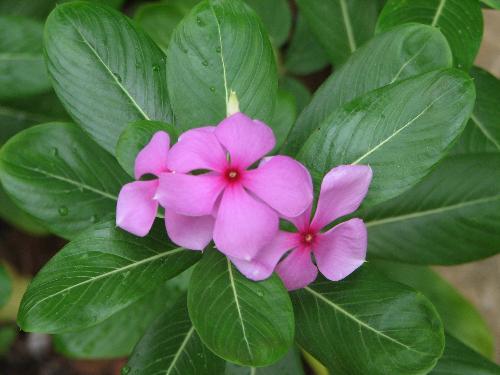 peek flowers - 1