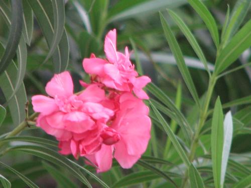 pink - pink flower