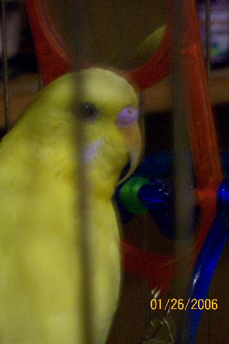 Liddy our parakeet - You can see how long her beek is !