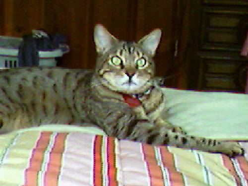 my cat - sebastian