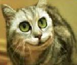 Cat - Domestic pet cat is favorite in all house. 