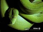 snakes - does any oen here love snakes
