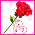 A lovely rose -  a lovely rose for someone u love as the roses are the best way to express ur feelings