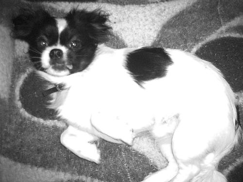 mr dog - i have a little dog